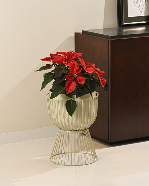 Heritage Luxe Jali Planter (Only For Delhi NCR)